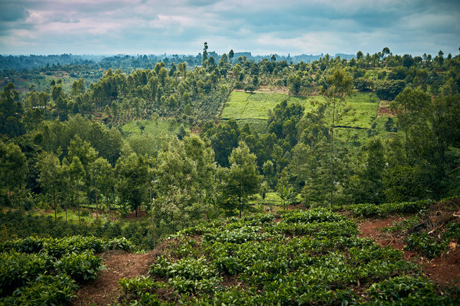 GEZE plante des arbres au Kenya avec Treedom