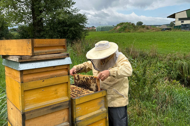 GEZE-Bienenstock