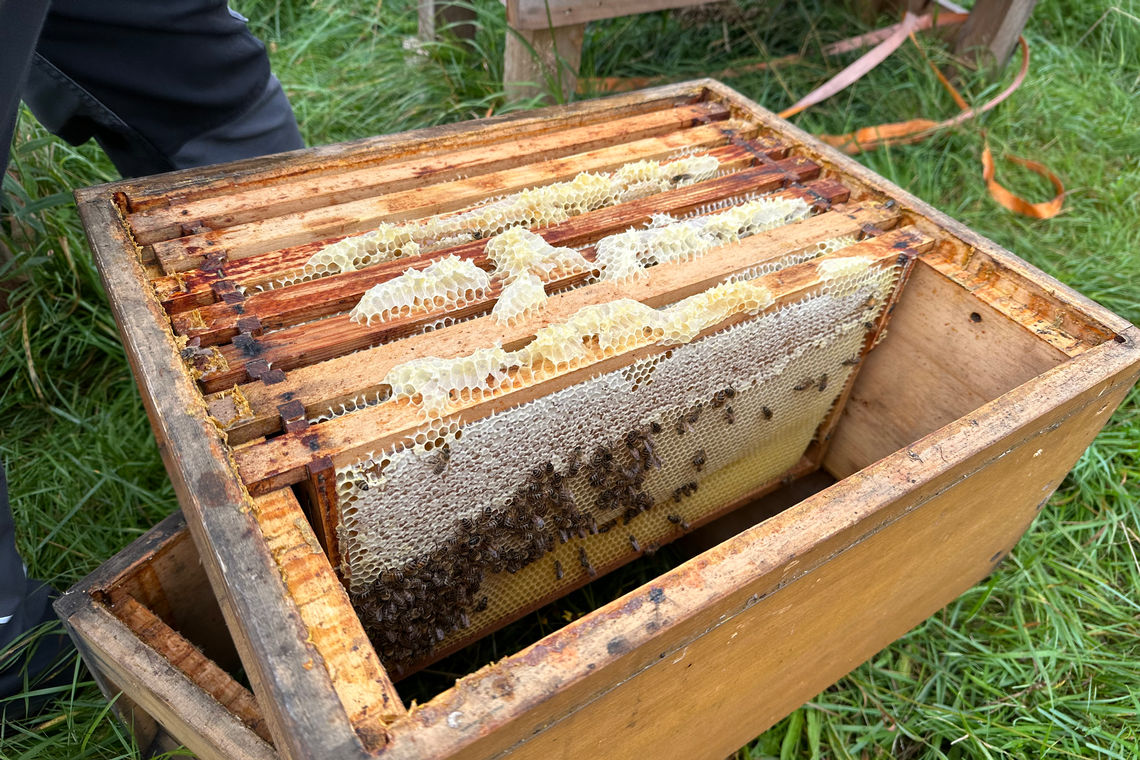 GEZE-Bienenstock