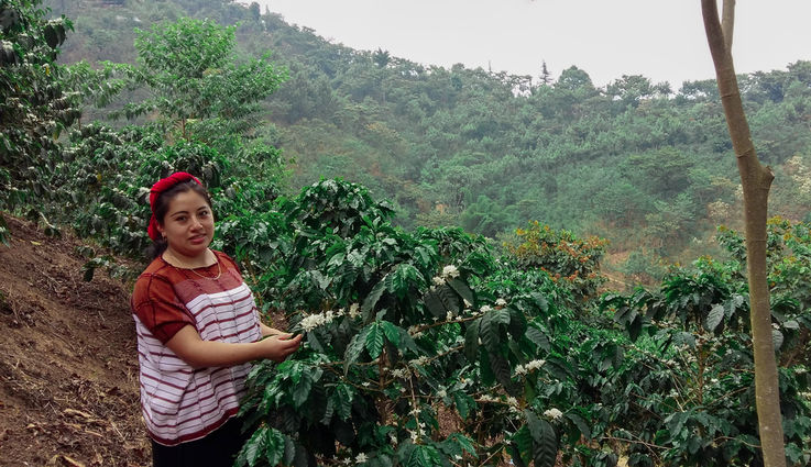 A female farmer plants a tree in Guatemala