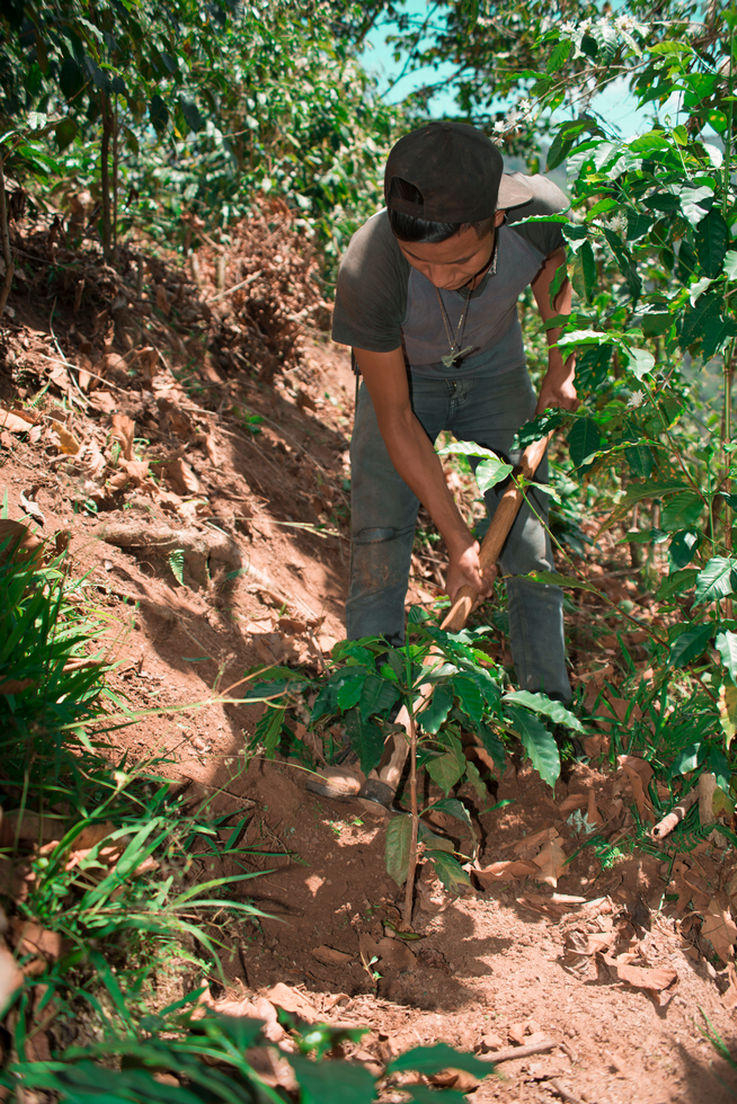 Die GEZE Bäume werden jeweils von lokalen Kleinbauern gepflanzt und bewirtschaftet.