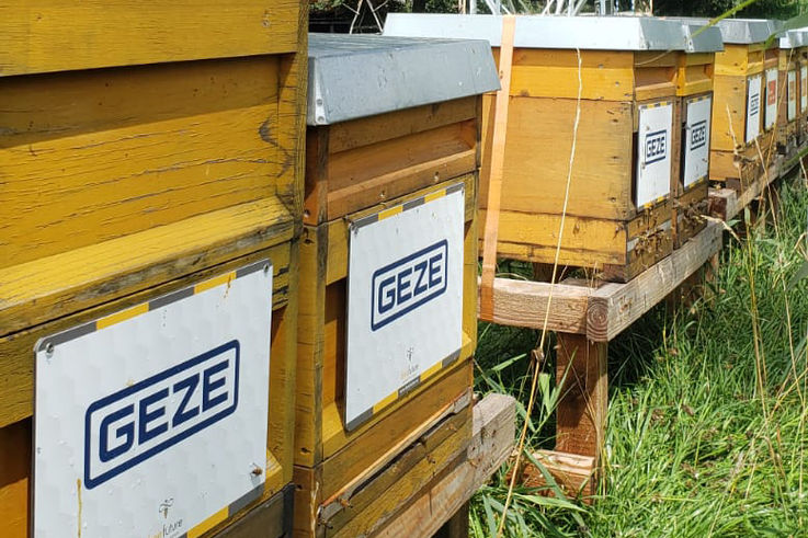 Ansicht von Bienenstöcken mit der Aufschrift GEZE