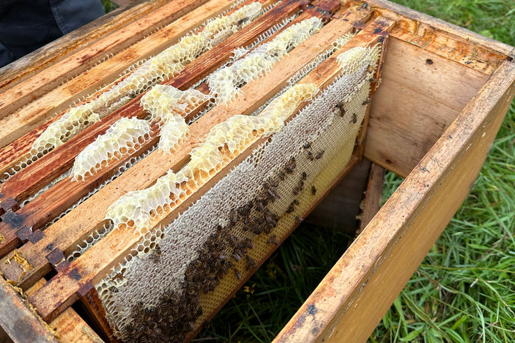 Ansicht Bienenstock mit Honigwaben, an dem Bienen krabbeln