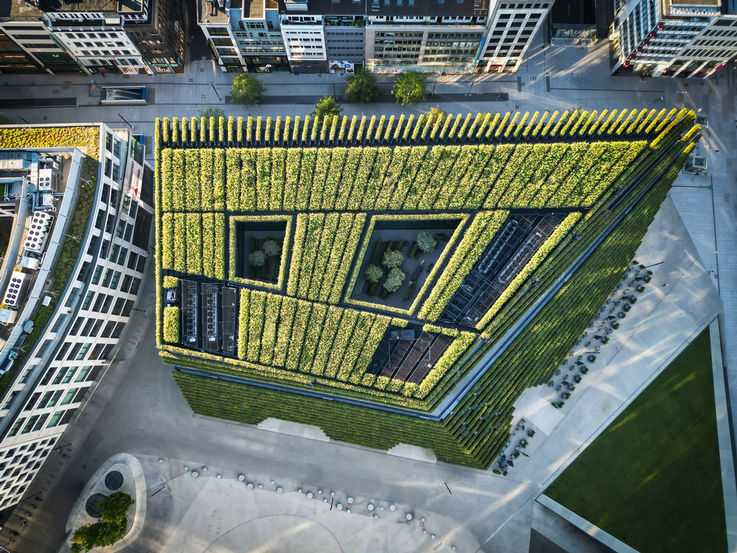 Green roofs are an essential part of climate protection: the plants absorb CO2 and help clean the air.